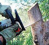 Morrisonville, IL Tree Services Company