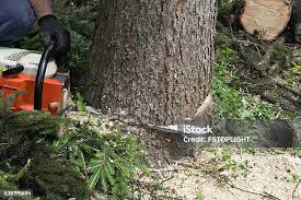Best Tree and Shrub Care  in Morrisonvle, IL